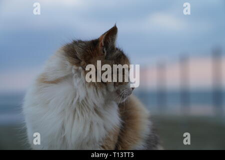 Chats sur Chypre ont été en mesure d'élever pendant des siècles, et très peu en dehors de l'influence ; il en résulte une nette adapté localement cat. Banque D'Images