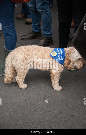 Londres, Royaume-Uni, le 23 mars, 2019 Brexit, mars : des milliers inscrivez-vous d'un référendum de protestation. Costanza Umilta/Alamy Live News Banque D'Images