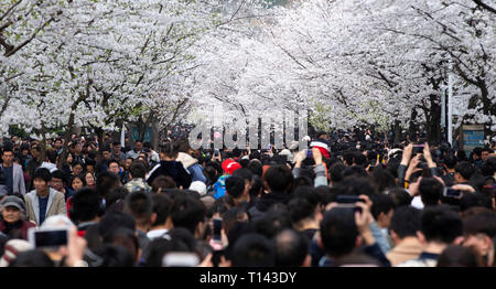 Nanjing, Jiangsu Province de la Chine. Mar 23, 2019. Personnes voir les cerisiers en fleurs à Nanjing, Jiangsu Province de Chine orientale, le 23 mars 2019. Credit : Su Yang/Xinhua/Alamy Live News Banque D'Images