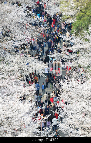 Nanjing, Jiangsu Province de la Chine. Mar 23, 2019. Personnes voir les cerisiers en fleurs à l'Université forestière de Nanjing, à Nanjing, Jiangsu Province de Chine orientale, le 23 mars 2019. Crédit : Yang Suping/Xinhua/Alamy Live News Banque D'Images