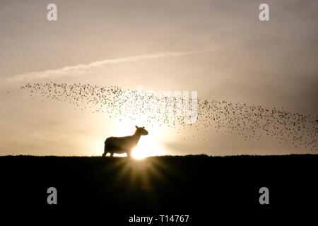 Nordstrand, Allemagne. Mar 23, 2019. Un mouton s'oppose à la lumière sur une digue de Nordstrand. Crédit : Frank Molter/dpa/Alamy Live News Banque D'Images