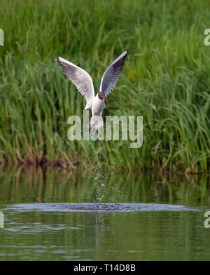 Mouette voler hors de l'eau de la rivière avec des touches Banque D'Images