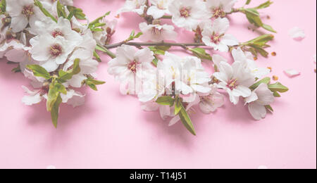 Fleurs d'amandier bouquet sur fond rose, vue rapprochée Banque D'Images