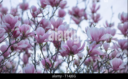 Printemps, temps de Pâques. Magnolia fleurs vue rapprochée Banque D'Images