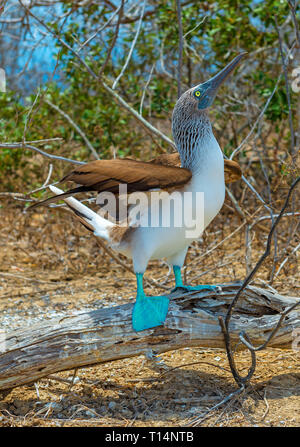 Un bleu pieds rouges (Sula nebouxii) sur l'île de Espanola dans le parc national des Îles Galapagos, l'océan Pacifique, l'Equateur. Banque D'Images