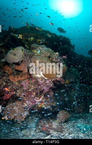 Scène de récif avec poissons et soleil en arrière-plan, site de plongée Manta Sandy, Arborek, détroit de Dampier, Raja Ampat, Papouasie occidentale,Indonésie Banque D'Images