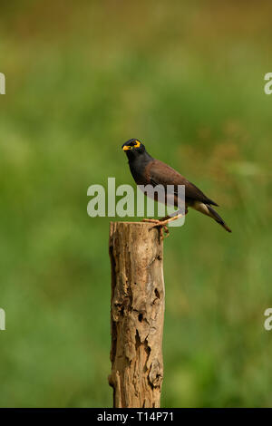 La common Myna ou Indien (Acridotheres tristis Myna), parfois orthographié mynah, est un membre de la famille des Fringillidae (étourneaux et mynas) lutte contre Banque D'Images