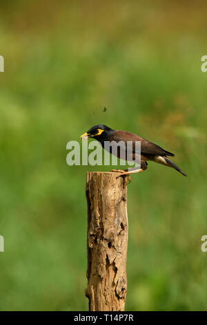 La common Myna ou Indien (Acridotheres tristis Myna), parfois orthographié mynah, est un membre de la famille des Fringillidae (étourneaux et mynas) lutte contre Banque D'Images