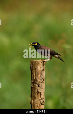 La common Myna ou Indien (Acridotheres tristis Myna), parfois orthographié mynah, est un membre de la famille des Fringillidae (étourneaux et mynas) lutte contre Banque D'Images