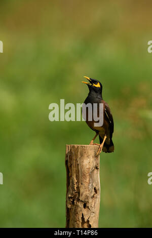 La common Myna ou Indien (Acridotheres tristis Myna), parfois orthographié mynah, est un membre de la famille des Fringillidae (étourneaux et mynas) lutte contre Banque D'Images