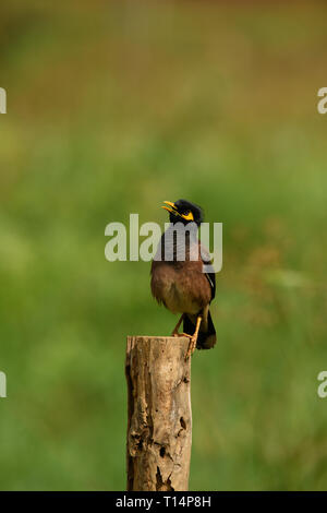 La common Myna ou Indien (Acridotheres tristis Myna), parfois orthographié mynah, est un membre de la famille des Fringillidae (étourneaux et mynas) lutte contre Banque D'Images