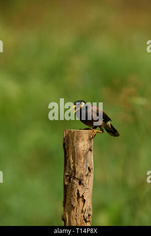 La common Myna ou Indien (Acridotheres tristis Myna), parfois orthographié mynah, est un membre de la famille des Fringillidae (étourneaux et mynas) lutte contre Banque D'Images