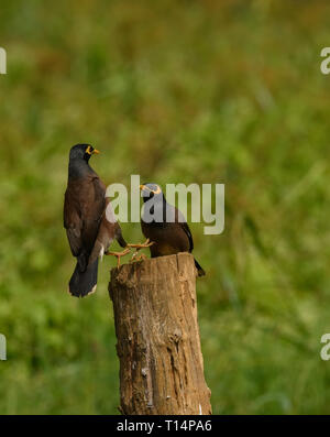 La common Myna ou Indien (Acridotheres tristis Myna), parfois orthographié mynah, est un membre de la famille des Fringillidae (étourneaux et mynas) lutte contre Banque D'Images