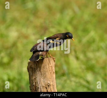 La common Myna ou Indien (Acridotheres tristis Myna), parfois orthographié mynah, est un membre de la famille des Fringillidae (étourneaux et mynas) lutte contre Banque D'Images