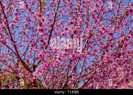 A Peach Tree a fleuri au printemps. Banque D'Images