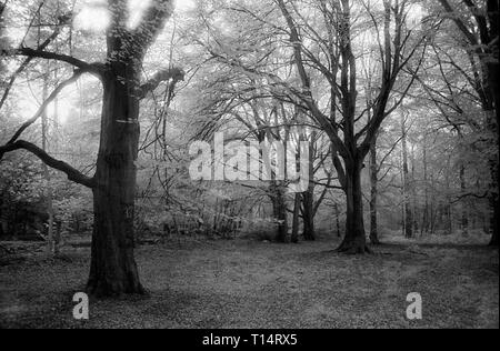 Chemin forestiers dans l'Ouest à pied, forêt de Bere, Hampshire, UK : hêtres sur noir et blanc cabine infra-rouge, filmstock avec sa structure de grain proéminent, à contraste élevé et lumineux brillant feuillage. Banque D'Images