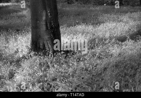 Un "souffle" de bluebells à West à pied, forêt de Bere, Hampshire, UK sur noir et blanc cabine infra-rouge, filmstock avec sa structure de grain proéminent, à contraste élevé et lumineux brillant feuillage. Banque D'Images