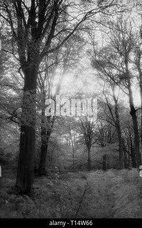 Bois de hêtre dans l'Ouest à pied, forêt de Bere, Hampshire, Royaume-Uni, sur le noir et blanc l'infrarouge, filmstock avec sa structure de grain proéminent, à contraste élevé et lumineux brillant feuillage. Banque D'Images