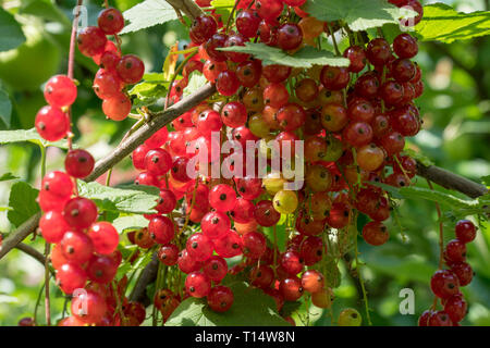 Le sureau rouge (Sambucus racemosa) les branches Banque D'Images