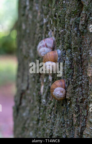 Groupe d'escargots grimper sur un arbre Banque D'Images