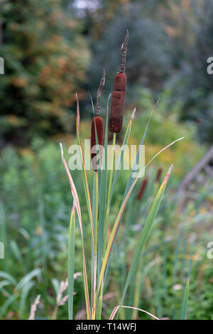 Close up of Soft usine de quenouilles ou de drapeau. (Typha angustifolia) Banque D'Images