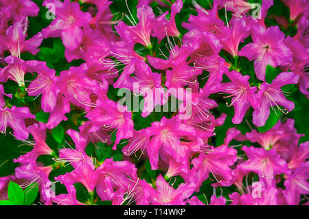 L'Azalea flower Banque D'Images