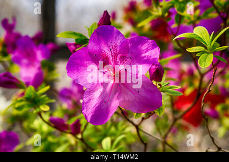 L'Azalea flower Banque D'Images