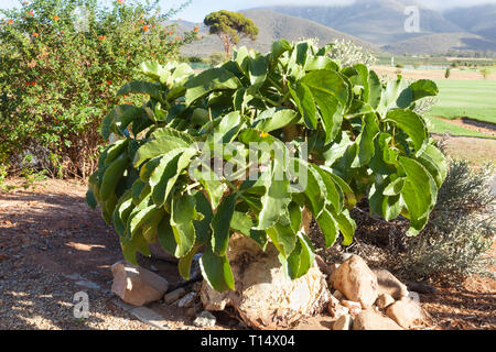 Raisin Raisin namibien, Tree ou arbre de raisins sauvages (Cyphostemma juttae) à la fin de l'été avant l'apparition de l'usine de fruits rouges donnant le nom de son Banque D'Images