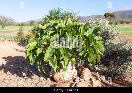 Raisin Raisin namibien, Tree ou arbre de raisins sauvages (Cyphostemma juttae) à la fin de l'été avant l'apparition de l'usine de fruits rouges donnant le nom de son Banque D'Images