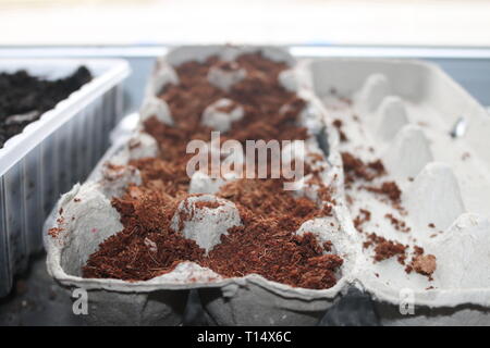 Dans la plantation des graines utilisées à partir de boîtes à oeufs en germination de porte Banque D'Images