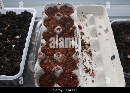 Dans la plantation des graines utilisées à partir de boîtes à oeufs en germination de porte Banque D'Images