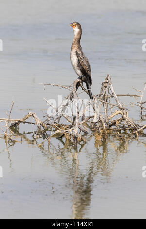 Reed Cormorant (Phalacrocorax africanus, Turdus africanus) perché sur les branches en barrage, Western Cape, Afrique du Sud, la fin de l'été Banque D'Images