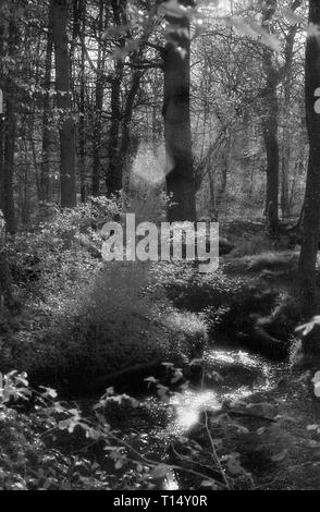 Un cours d'eau forestiers dans l'Ouest à pied, forêt de Bere, Hampshire, Royaume-Uni, sur le noir et blanc l'infrarouge, filmstock avec sa structure de grain proéminent, à contraste élevé et lumineux brillant feuillage. Banque D'Images