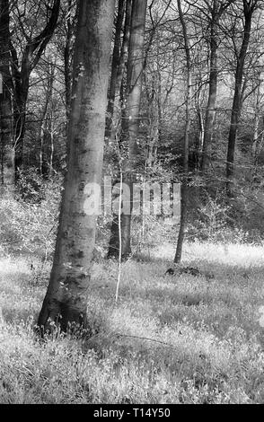 Un "souffle" de bluebells à West à pied, forêt de Bere, Hampshire, Royaume-Uni, sur le noir et blanc l'infrarouge, filmstock avec sa structure de grain proéminent, à contraste élevé et lumineux brillant feuillage. Banque D'Images