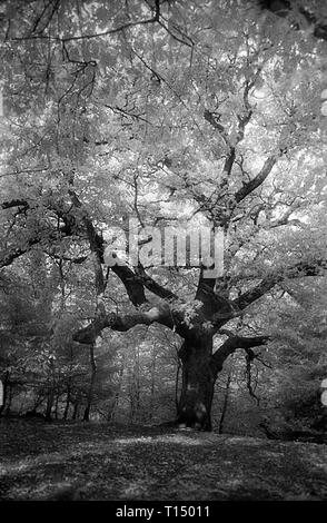 Forêt de chênes en forêt Bere, Hampshire, UK sur noir et blanc cabine infra-rouge, filmstock avec son énorme structure coutumière des grains et preternaturally feuillage lumineux Banque D'Images