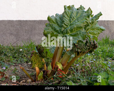 Des plantes cultivées à partir de rhubarbe au printemps. La culture de saison. Banque D'Images