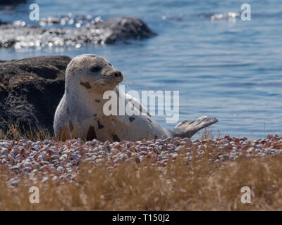 Repos sur la plage de phoques du Groenland en agitant flipper pour réchauffer lui-même en hiver Banque D'Images