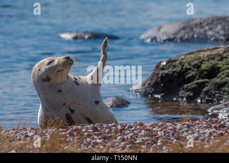 Repos sur la plage de phoques du Groenland en agitant flipper pour réchauffer lui-même en hiver Banque D'Images