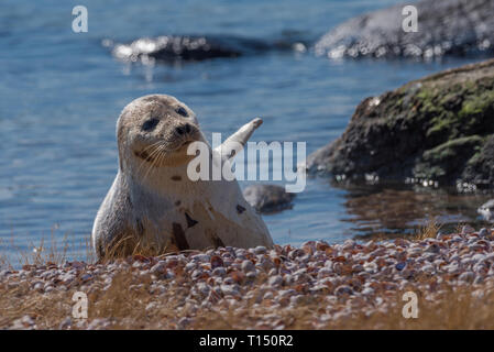 Repos sur la plage de phoques du Groenland en agitant flipper pour réchauffer lui-même en hiver Banque D'Images