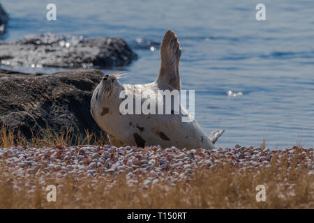 Repos sur la plage de phoques du Groenland en agitant flipper pour réchauffer lui-même en hiver Banque D'Images