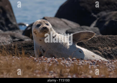 Repos sur la plage de phoques du Groenland en agitant flipper pour réchauffer lui-même en hiver Banque D'Images