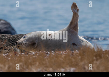 Repos sur la plage de phoques du Groenland en agitant flipper pour réchauffer lui-même en hiver Banque D'Images