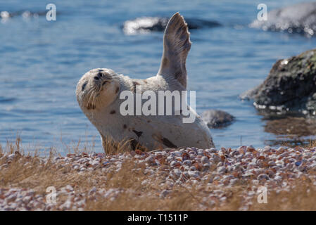 Repos sur la plage de phoques du Groenland en agitant flipper pour réchauffer lui-même en hiver Banque D'Images