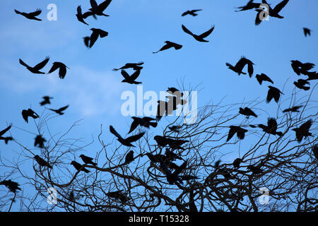 Les choucas, Corvus monedula, troupeau d'adultes décollant de tree au crépuscule. Slimbridge, Gloucestershire, Royaume-Uni. Banque D'Images