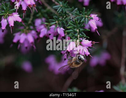 Abeille à miel Banque D'Images