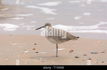 Willet reposant sur la rive sur la côte du golfe du Texas Banque D'Images