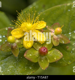 L'Hypericum jaune fleur avec capsule et gouttes de rosée Banque D'Images