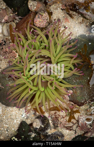 L'Anémone Anemonia viridis, Snakelocks. Il y a une couleur intense provient d'algues symbiotiques zooxanthelle qui ont besoin de lumière pour s'épanouir. Banque D'Images