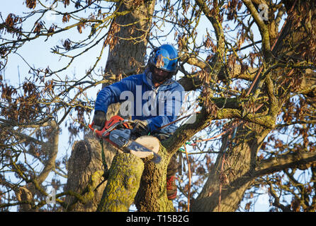 Buckingham, Royaume-Uni - 30 janvier 2019. Un arbre chirurgien utilise une tronçonneuse pour couper une branche d'un chêne. Banque D'Images