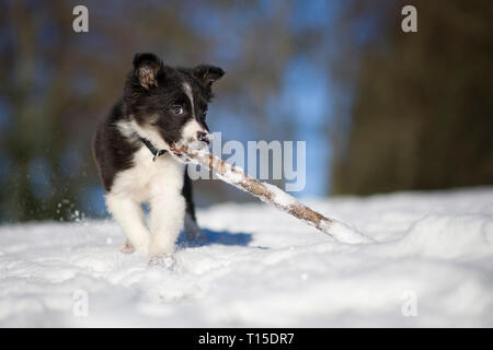 Border Collie puppy playing avec bois stick in snow Banque D'Images